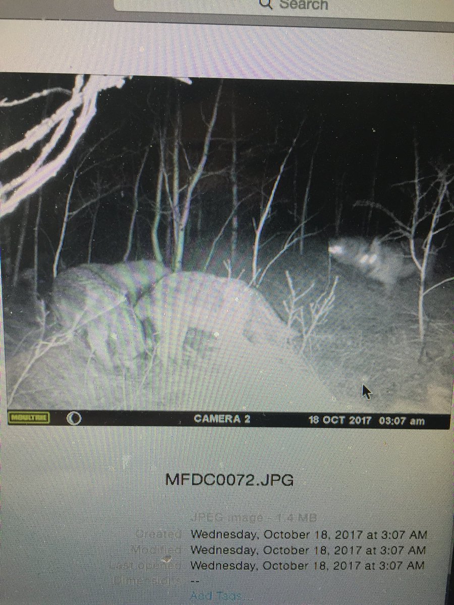 dustin_davis_'s tweet photo. Wolf pack on one of my trial cams, saw tracks but didnβt think there was this many #explorsask #bigdogs #timberwolf @Saskatchewan https://t.co/9YA7PQPvWx