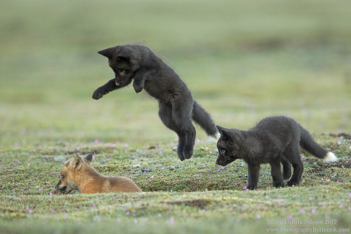 the_dailyfox's tweet photo. Playing #dailyfox https://t.co/8n4JyRulAR