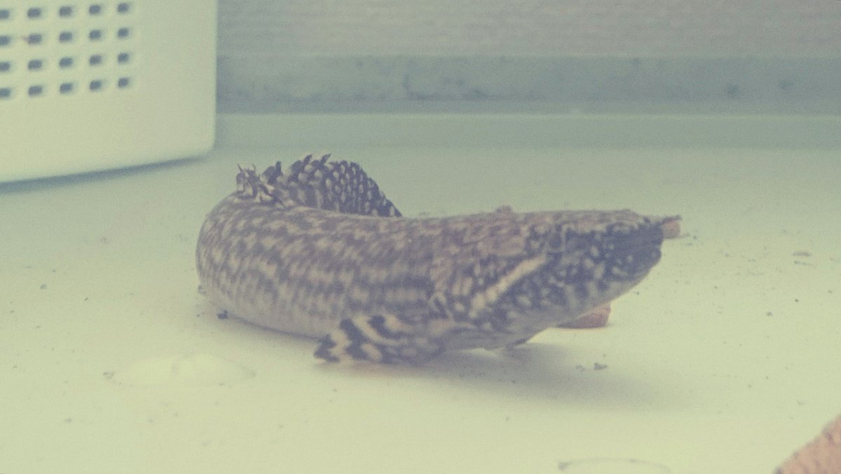 ポリプテルスオルナティピンニス