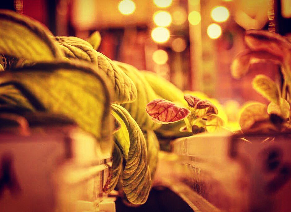 🍀Just keep growing☘️ #verticalfarmingitalia #hydroponics #verticalfarm #urbanfarming