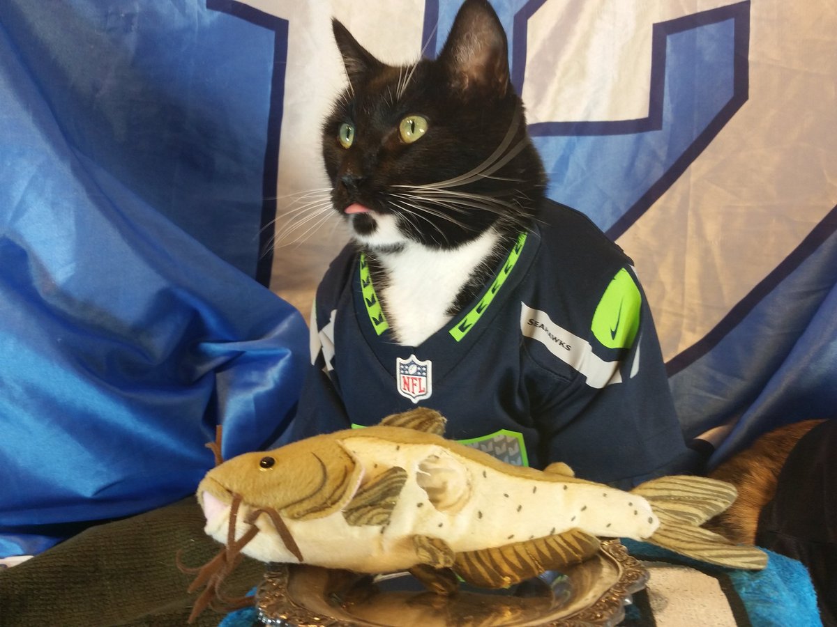 cat seahawks jersey