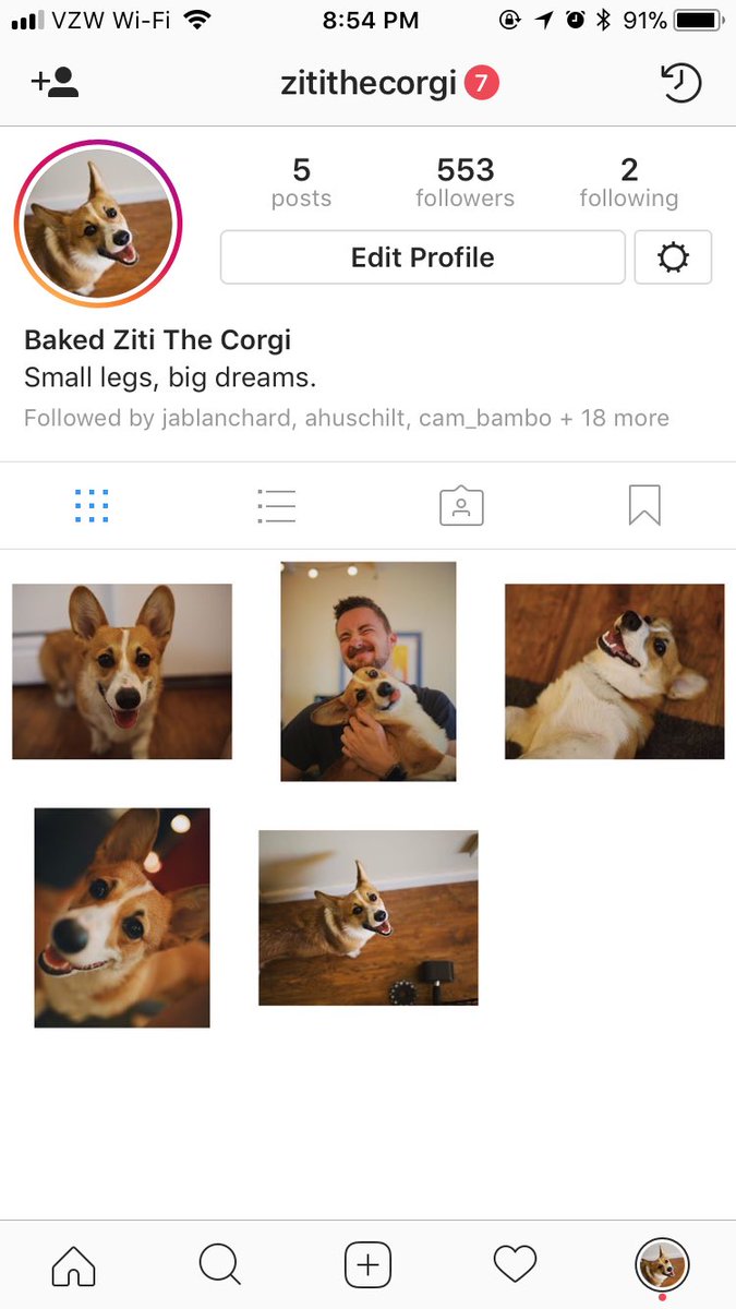 How Much Do Dog Instagrams Make