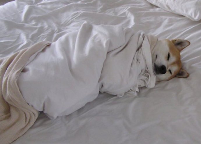 MissAwSam's tweet photo. I want to live the life of this dog rn 😫 https://t.co/rcOZAr04li