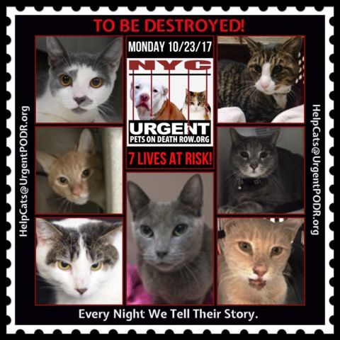 brendaperrott2's tweet photo. SUPER SWEETIE terrific TOMMY headbutted the assessor's hand & appreciates petting all over! HE WANTS TO LIVE & LOVE! #NYC #cats #deathrow https://t.co/IK6qvoyuOD https://t.co/SaQtHSXNe7