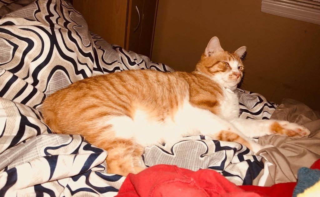 martinezpetz's tweet photo. Rub mah belly?
#cat #cats #animals #animal #instaanimal #cute #catlover #catstagram #catoftheday #catlovers #catsagram #petstagram #petscoโฆ https://t.co/zCMIufw7uT