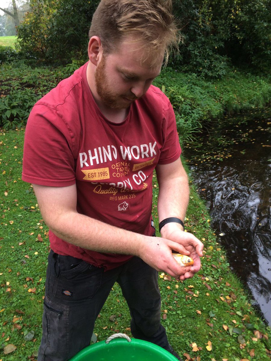 RedBeardedDave's tweet image. some new additions to the pond!......beautiful colours! #koikoi #fishing #GardenersWorld