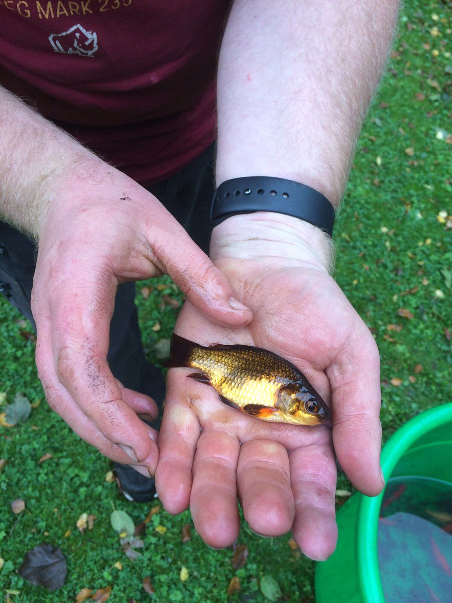RedBeardedDave's tweet image. some new additions to the pond!......beautiful colours! #koikoi #fishing #GardenersWorld