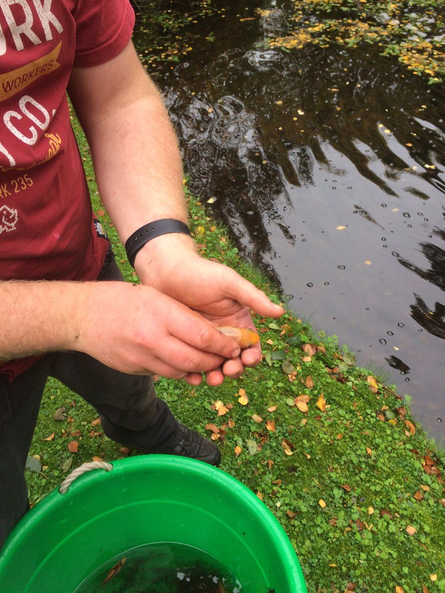 RedBeardedDave's tweet image. some new additions to the pond!......beautiful colours! #koikoi #fishing #GardenersWorld