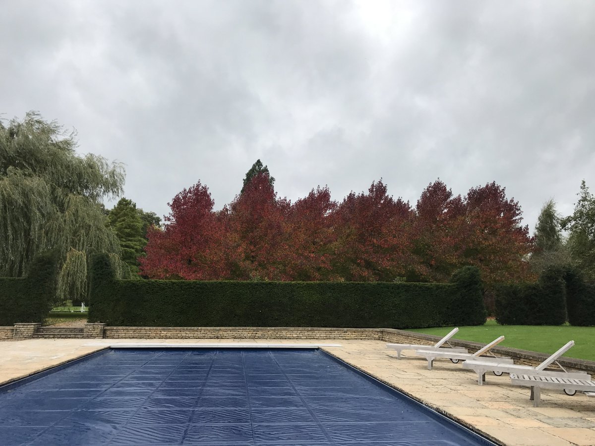 RedBeardedDave's tweet image. Liquidambar styraciflua doing its thing and looking great! #liquidamber #Autumnwatch #Autumn #autumnleaves #autumnsun