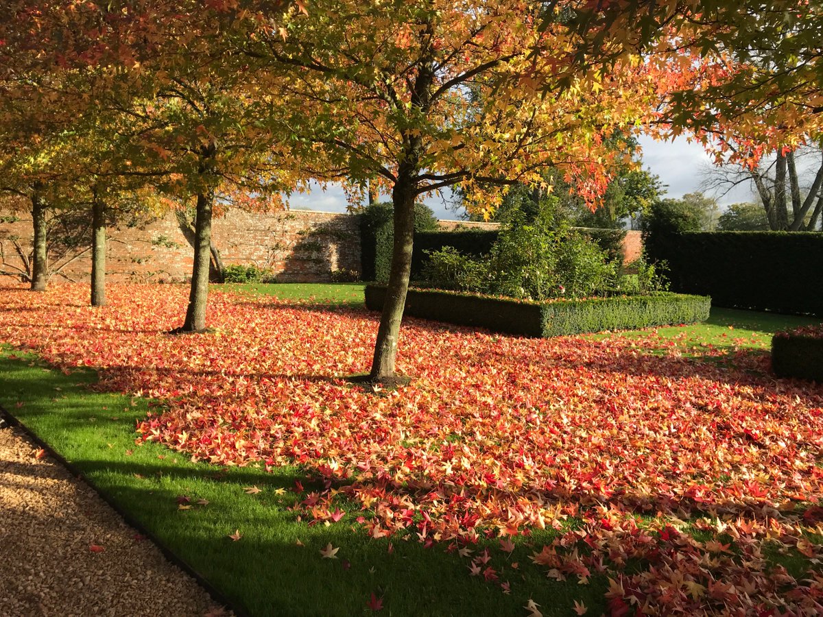 RedBeardedDave's tweet image. Liquidambar styraciflua doing its thing and looking great! #liquidamber #Autumnwatch #Autumn #autumnleaves #autumnsun