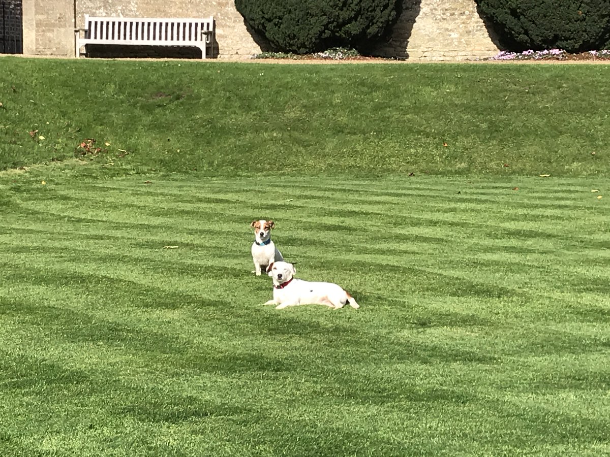 RedBeardedDave's tweet image. late October and the lawns are still looking good!.....little dudes give the seal of approval! #lawn #bsmowers #mower #Honda #jackrussels #October #SundayMorning
