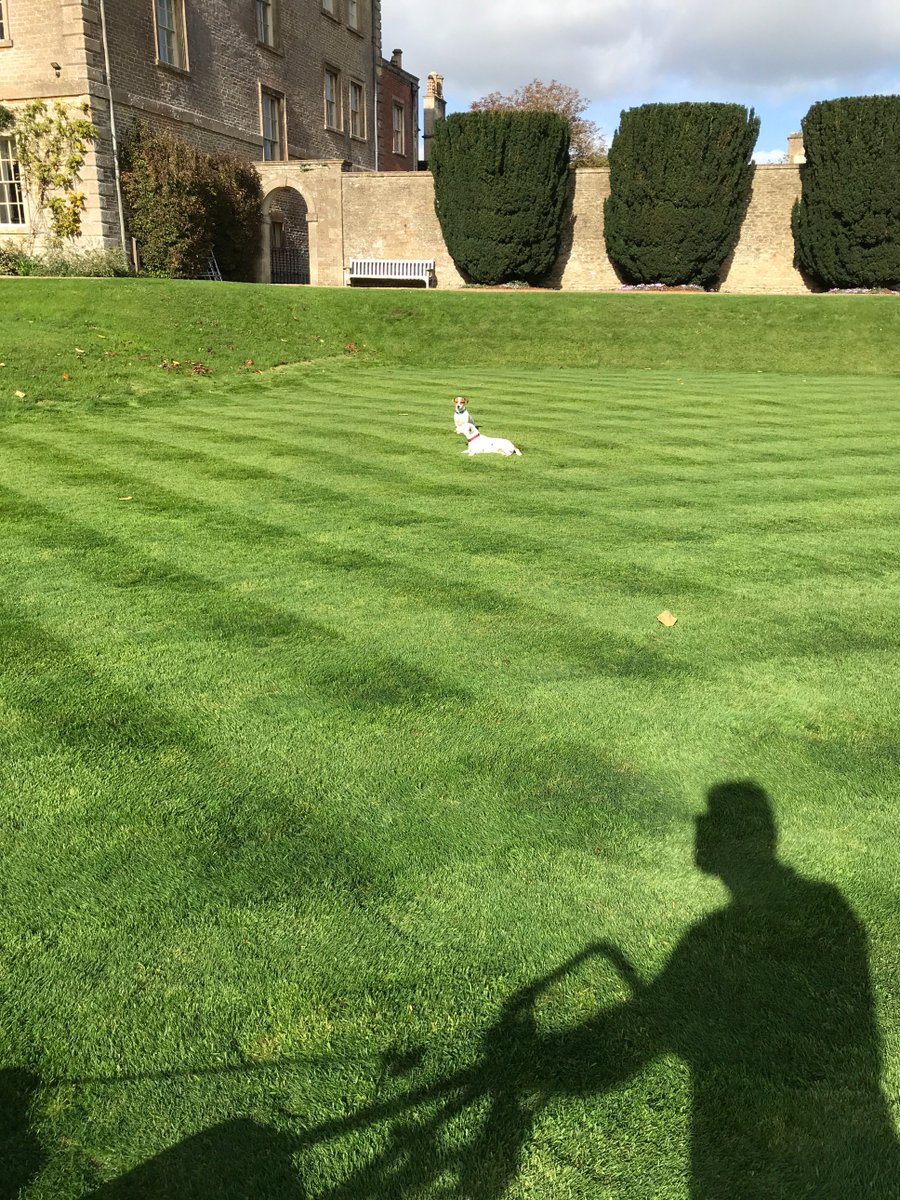 RedBeardedDave's tweet image. late October and the lawns are still looking good!.....little dudes give the seal of approval! #lawn #bsmowers #mower #Honda #jackrussels #October #SundayMorning