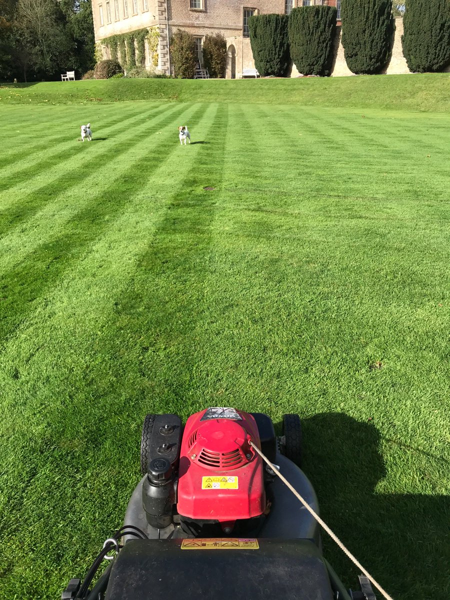 RedBeardedDave's tweet image. late October and the lawns are still looking good!.....little dudes give the seal of approval! #lawn #bsmowers #mower #Honda #jackrussels #October #SundayMorning