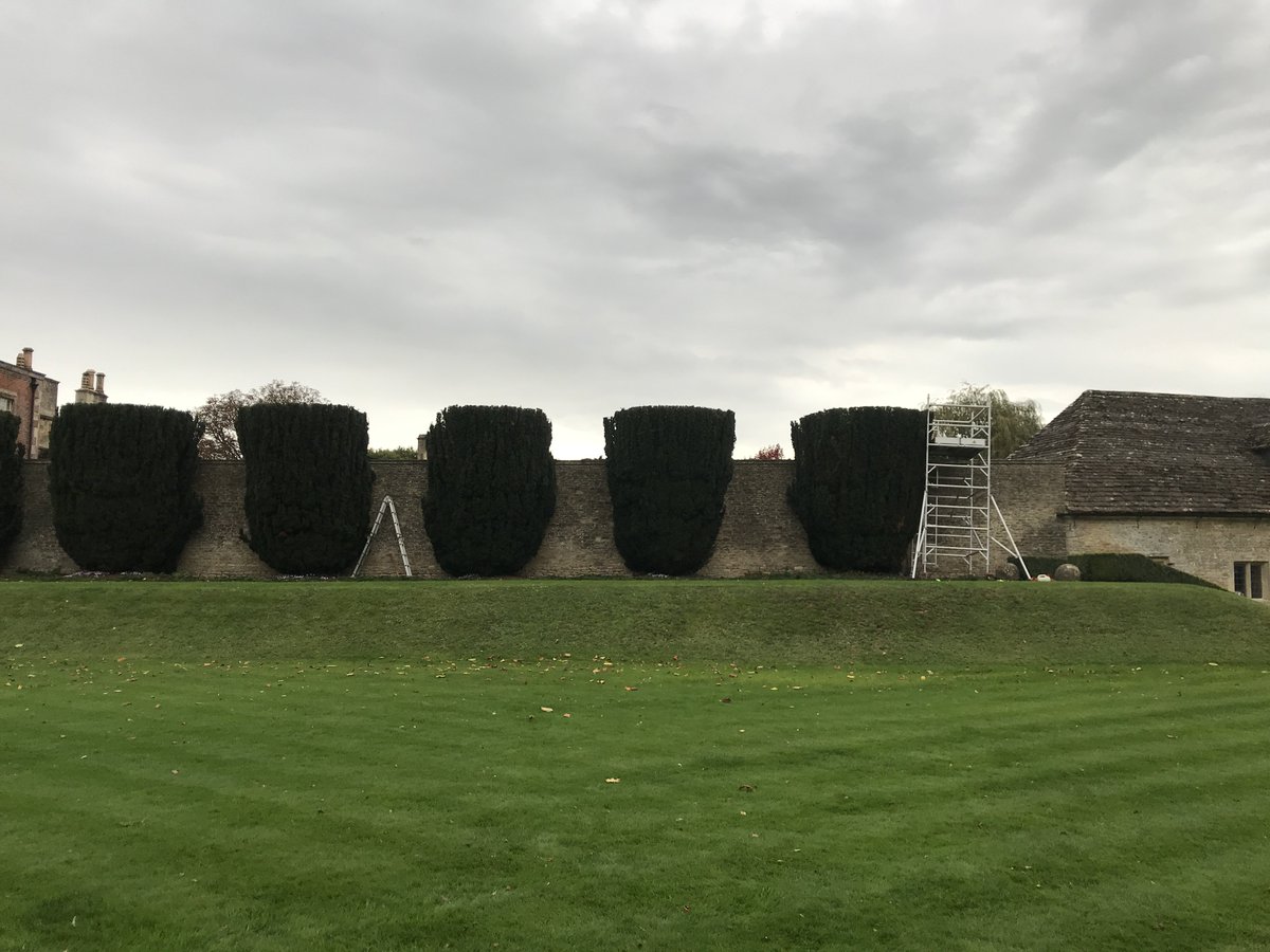 RedBeardedDave's tweet image. Irish Yew reduction!......perfection!!!!....no wonky lines here!.......#Hawkeyes #laservision #perfection