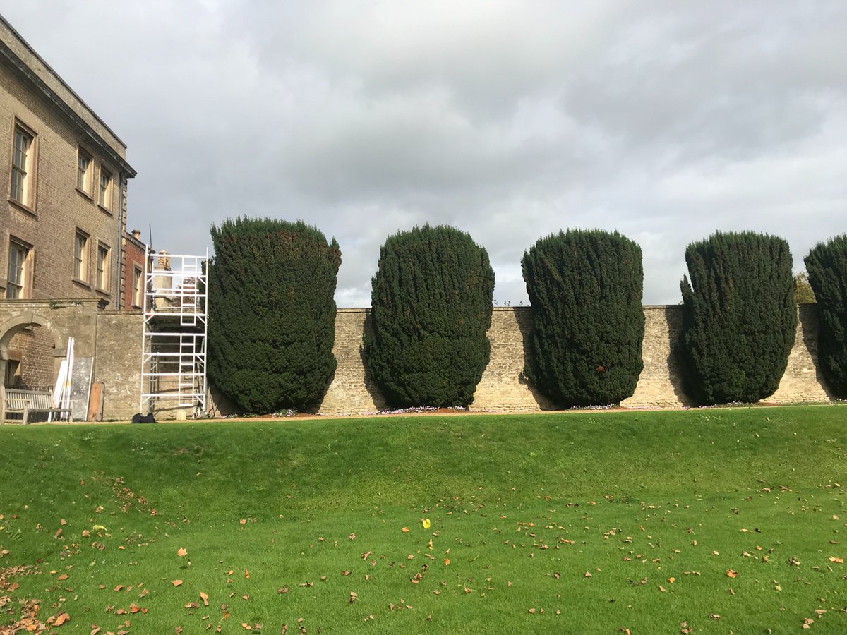 RedBeardedDave's tweet image. Irish Yew reduction!......perfection!!!!....no wonky lines here!.......#Hawkeyes #laservision #perfection