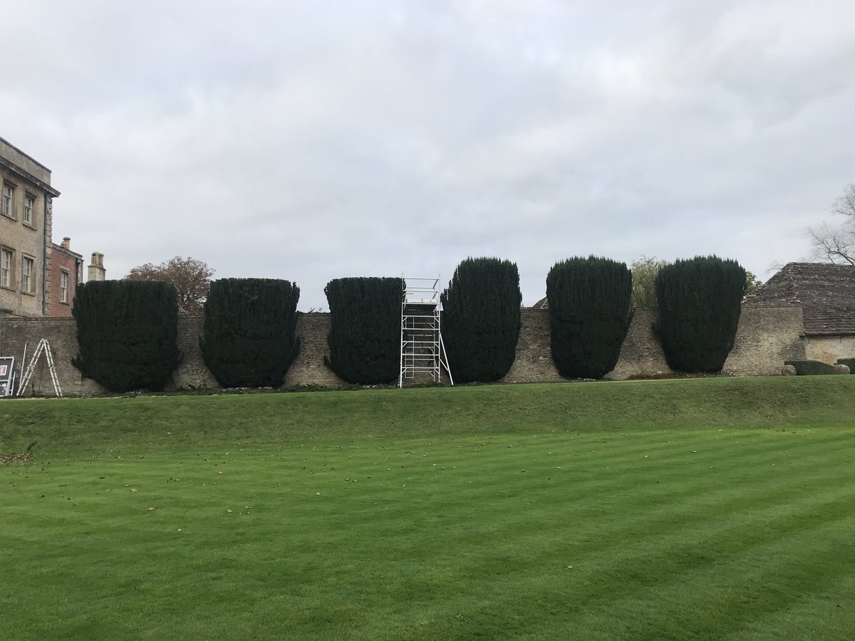 RedBeardedDave's tweet image. Irish Yew reduction!......perfection!!!!....no wonky lines here!.......#Hawkeyes #laservision #perfection