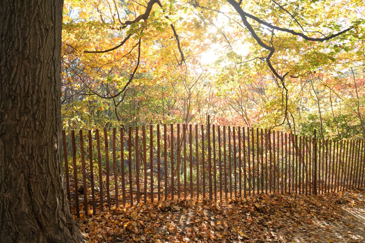 henniebekker's tweet photo. A stunning, warm Fall day in Toronto. Crother's Woods, Don River valley - incredible nature in the middle of the metropolis! #SerenitySunday https://t.co/J55vE6rJTh