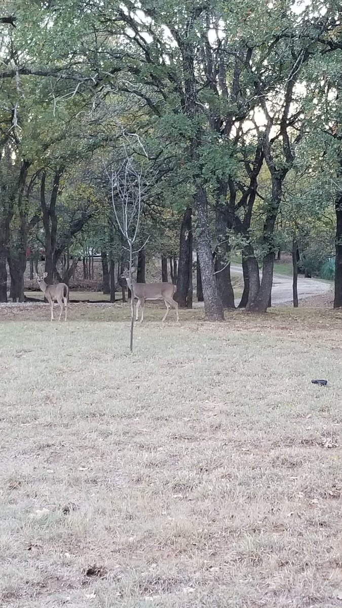tracally66's tweet photo. Beautiful... #whitetail @MichaelGrubbs5 https://t.co/0XK9r6bwQT