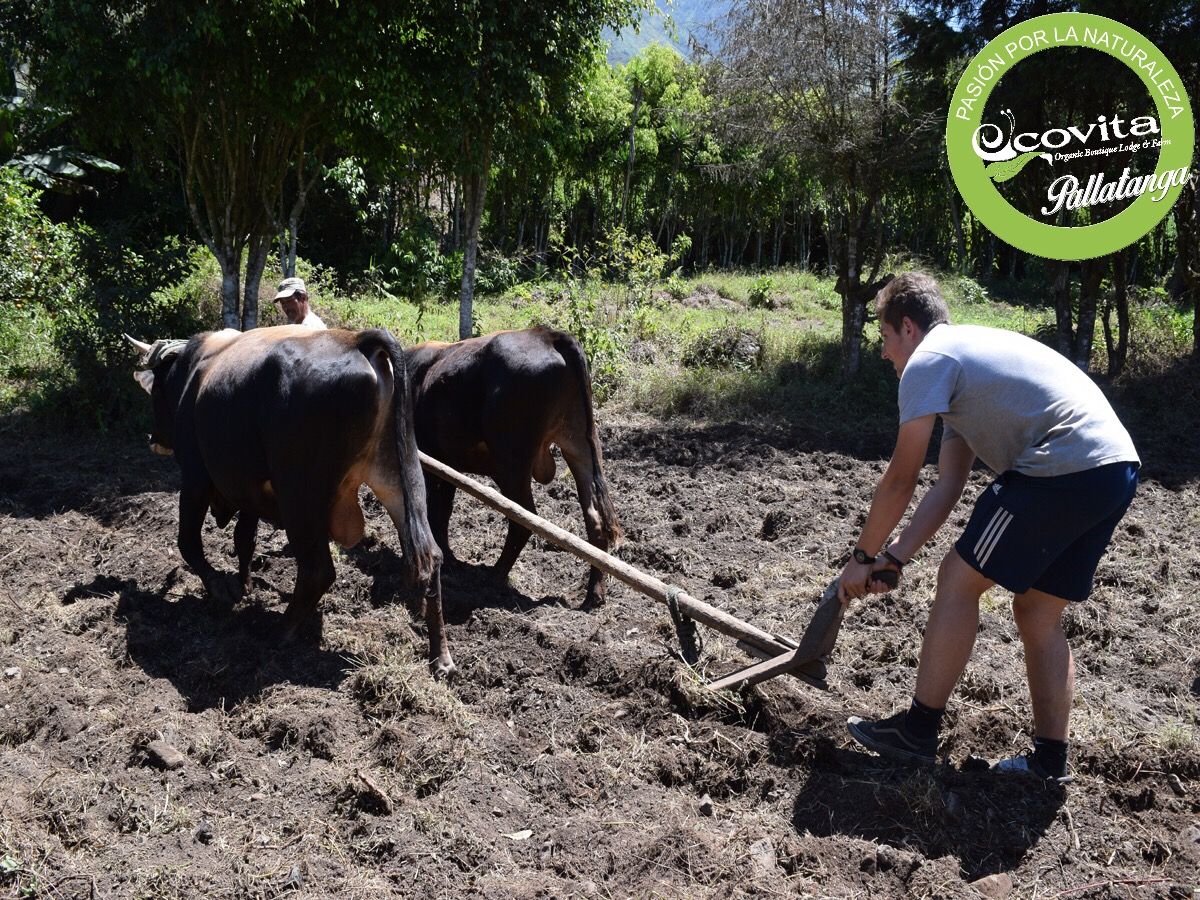 ECOVITAGROUP's tweet photo. Aprendiendo-haciendo en Ecovita
#arando #ecovitaecuador #fincaorgánica #pallatanga #Ecuador #experience
https://t.co/P7VGJLvVxv https://t.co/GIAuqmgRqU