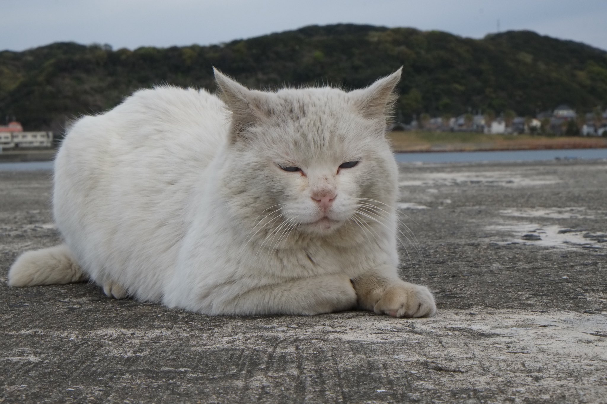 日向猫 on X: 日向猫 on X: