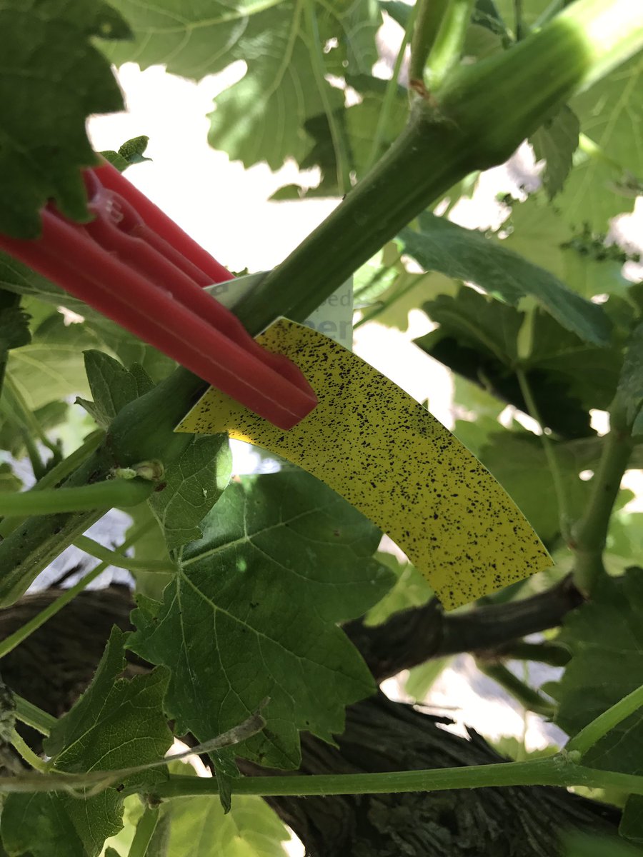 Tractor_Tread's tweet image. Checking spray coverage inside canopy, using water sensitive papers