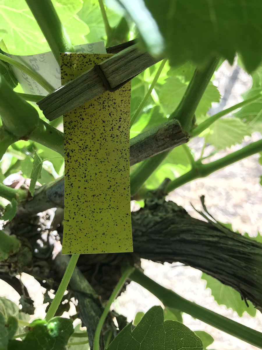 Tractor_Tread's tweet image. Checking spray coverage inside canopy, using water sensitive papers