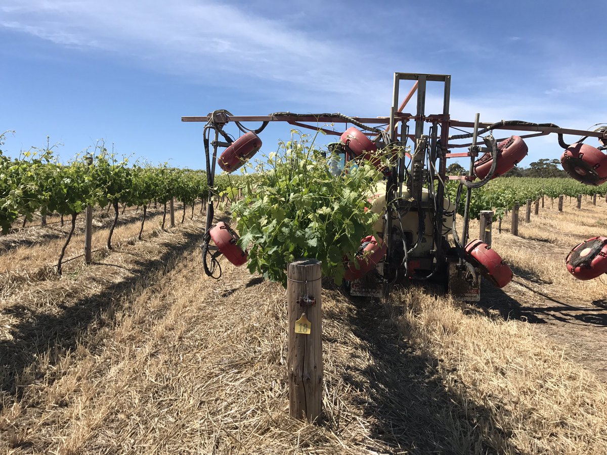 Tractor_Tread's tweet image. Checking spray coverage inside canopy, using water sensitive papers