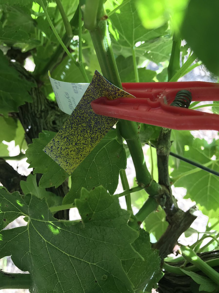Tractor_Tread's tweet image. Checking spray coverage inside canopy, using water sensitive papers