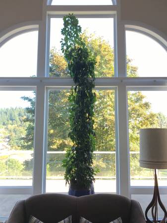 ShawnCreeden's tweet image. currently in adoption proceedings #13ftschefflera 😍🌿💚