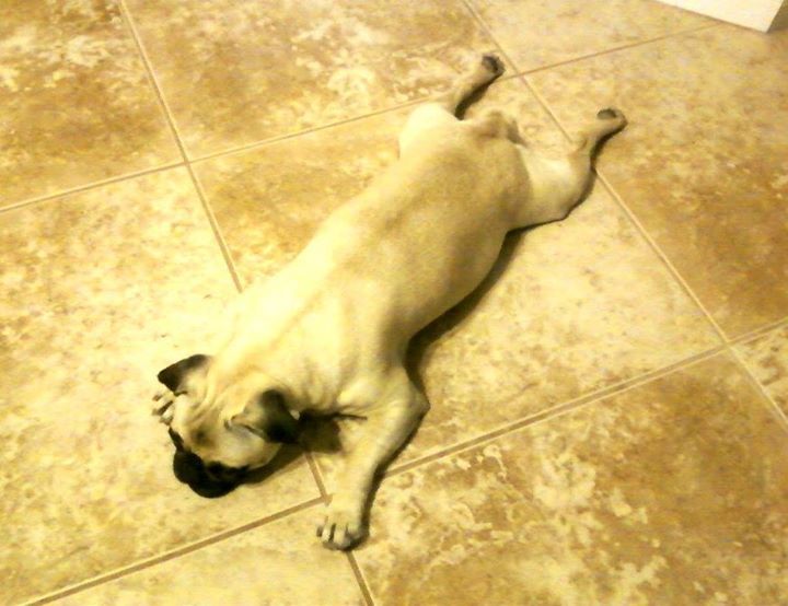 prettypugpic's tweet photo. https://t.co/8uZ2Sd4KlE #pug #dogsoftwitter #nofilter #prettypugpics https://t.co/pB1uQfetSz https://t.co/EJGFvsnyX3