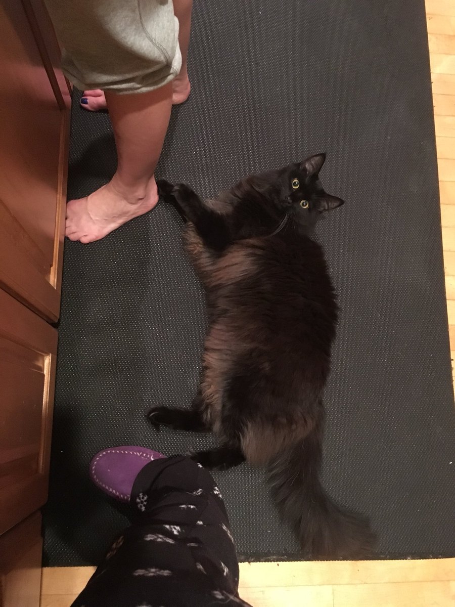 rugger4equality's tweet photo. How can you tell if your Cat is trying to kill you? #kittyunderfoot #kitchenhazard https://t.co/SU96s1ScLu