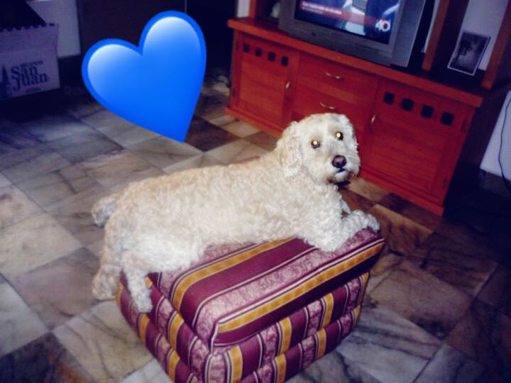 Juanpicch's tweet photo. Siempre estaras en mi corazon... te voy a extrañar como no tienes idea... https://t.co/udME95LTv5