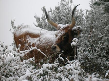 gobmapa's tweet photo. La vaca autóctona cachena, de estar al borde de la extinción a ser una de las carnes más preciadas. #100x100nuestro https://t.co/FYrX4Z58r0 https://t.co/ak0RsKB42s