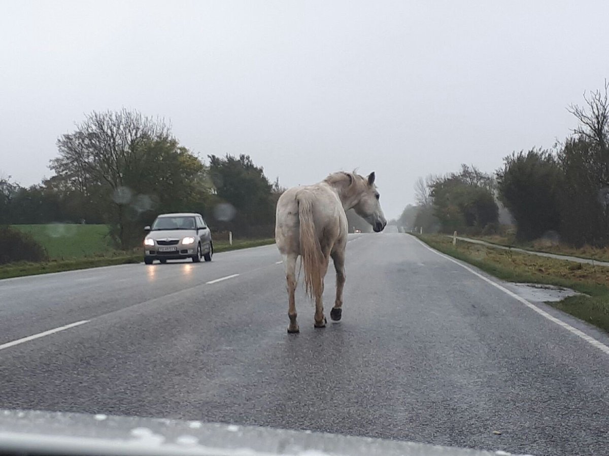 SjylPoliti's tweet image. Aabenraa: Haderslevvej. Vi har nu fået aflæst registreringsnummeret på dette langsomt gående "køretøj". Hest og ejer er genforenet #politidk