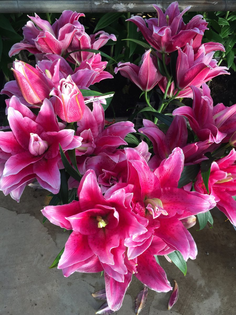Willem-Jan at Moerman Lilium to check the vase life of several Roselily varieties. Already blooming for two weeks and still going strong!