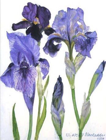 Three Irises #ElizabethBlackadder