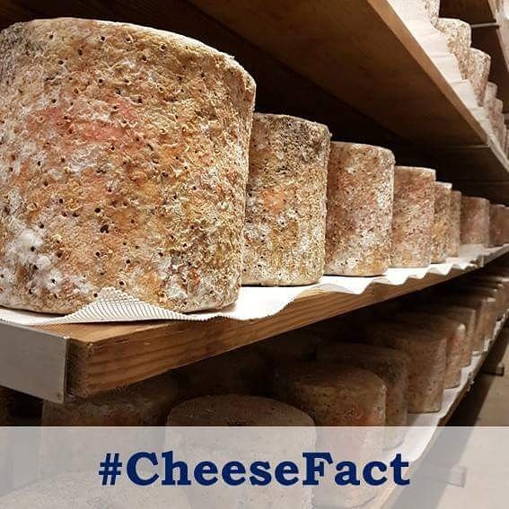 DorsetBlueVinny's tweet photo. #CheeseFact every kilo of Dorset Blue Vinny cheese requires 10 litres of milk!
So each whole cheese is made up of 60 litres of milk!! https://t.co/vzGyfmrWFn