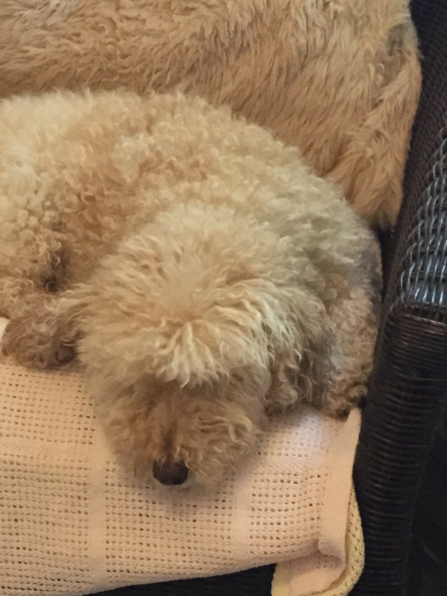 ErinGreenAuthor's tweet image. Still writing. I have fresh tea and a new assistant but he refuses to type #AmWriting #TeddyThinking #SendTea