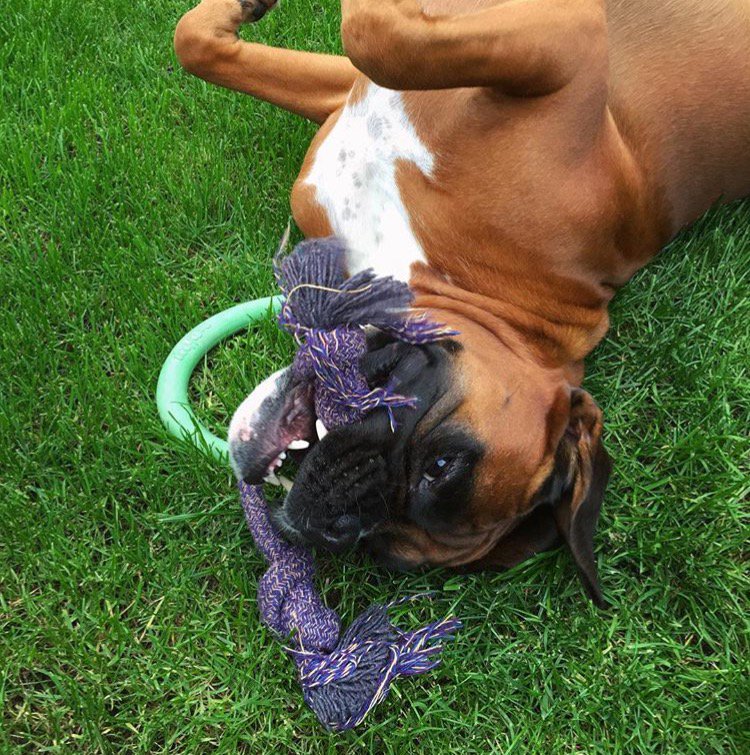 BecoPets's tweet photo. “There is a reason I’m upside down, I just haven’t thought of it yet...” #BecoHooponRope #playtime https://t.co/REA5yZYMw9