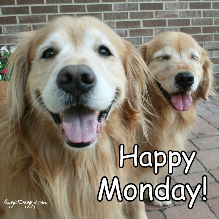 DogRunnin tweet media