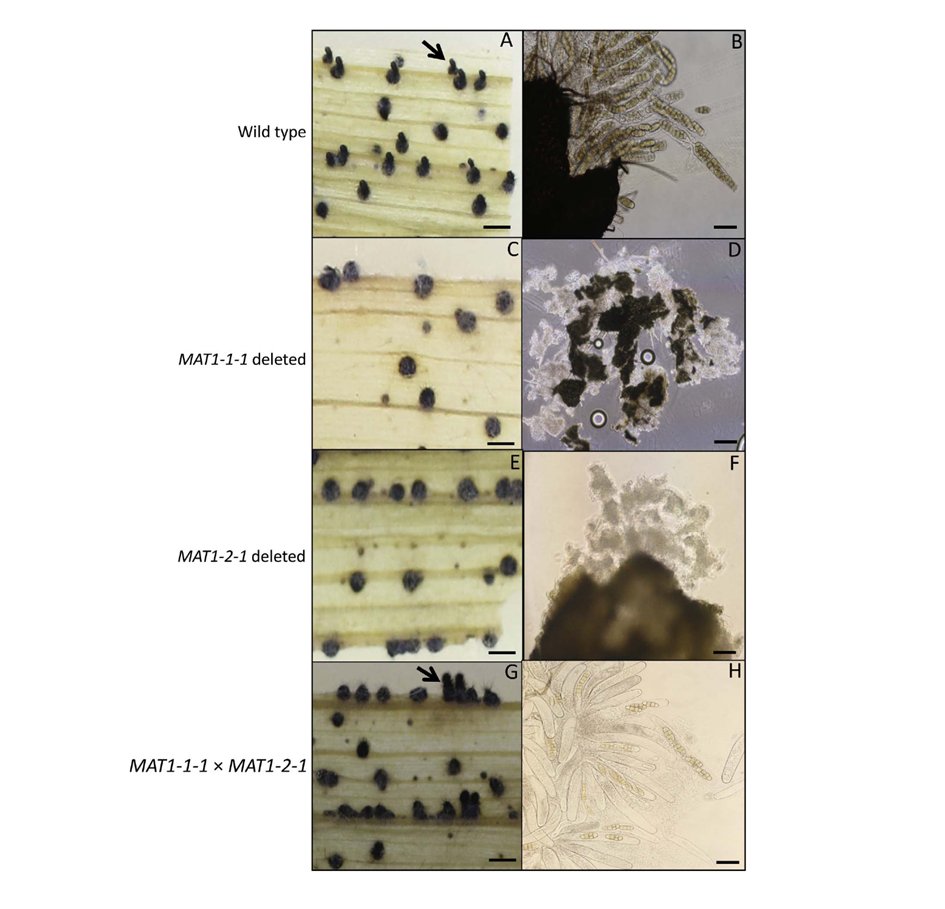 wheatpath's tweet photo. Molecular manipulation of the mating-type system involved in #Pyrenophora tritici-repentis sexual recombination https://t.co/Y1C0ZU4B8R https://t.co/ZLD6EbTR0D