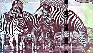 banknoty24pl's tweet photo. Ciekawe motywy na banknotach: #Zebry https://t.co/hulHt8nPva #banknot #banknoty #banknote #banknotes #billetes #zebra #zebras https://t.co/x53pwscNZn