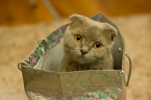 petdeliveryuk's tweet photo. Thinking about getting a #cat? Here are a few points to keep in mind before making your decision. #petcare #cats https://t.co/99tk4uuedx 🐈 https://t.co/VzBkKg3njp