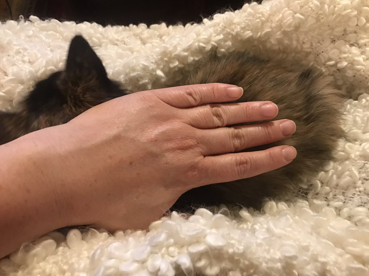 kitkatjp's tweet photo. This is an adult cat. #microkitty https://t.co/163wFd3D27