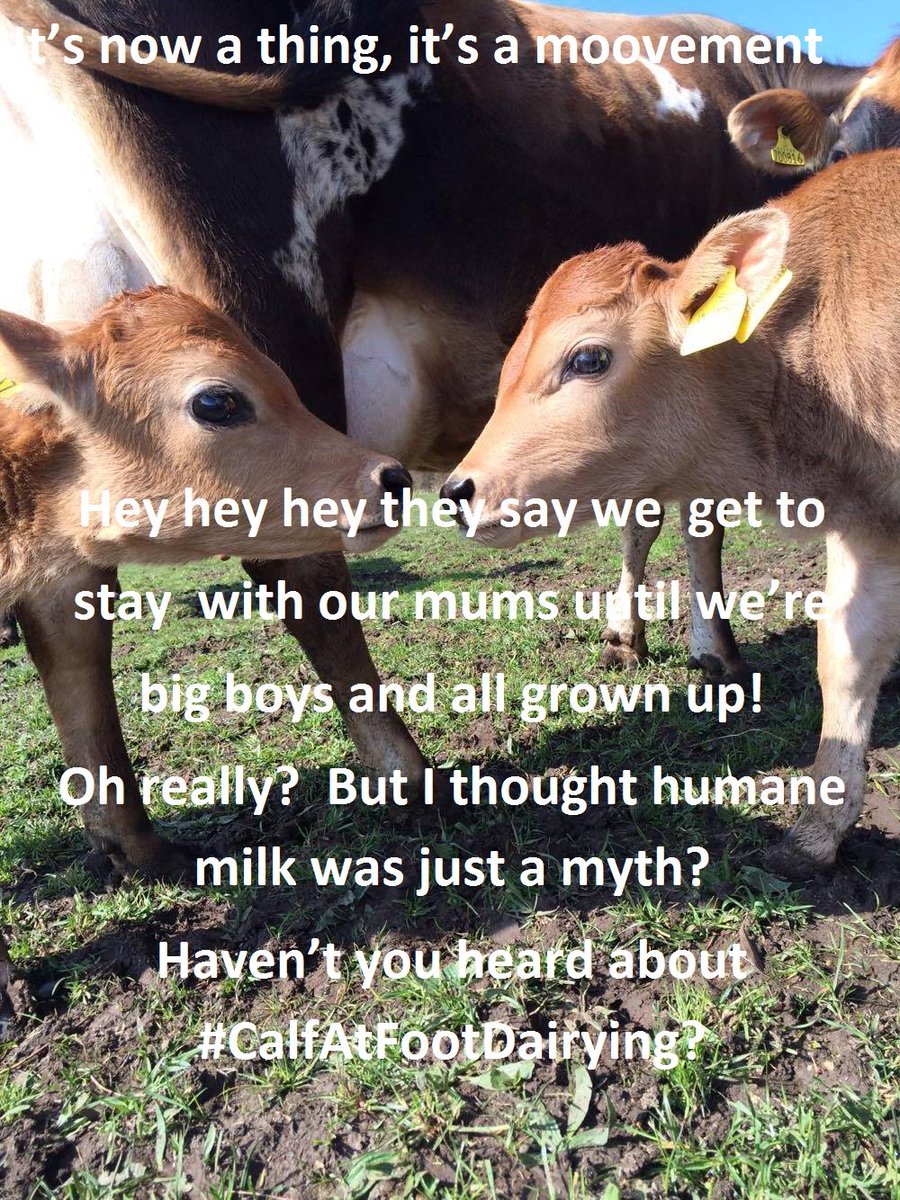 CalfAtFootDairy's tweet photo. #CalfAtFoot #Dairy #humaneDairy @HillFT @BBCFarmingToday #HumaneMilk #PastureForLife making the world a better place for dairy cows #Grass https://t.co/Ku36tyXpPn