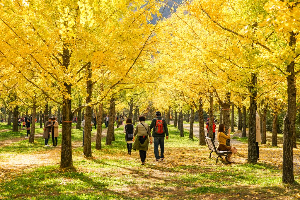 Kor_Visitkorea's tweet photo. 10월 한달간만 개방하는 #강원도 #홍천 #은행나무숲 10월이 지나기 전 어서 들러야해(๑˃̵ᴗ˂̵)و ♡  #가을여행 #은행나무 #단풍놀이 [사진_다님1기 김노을] https://t.co/o4Nz3sJFwd
