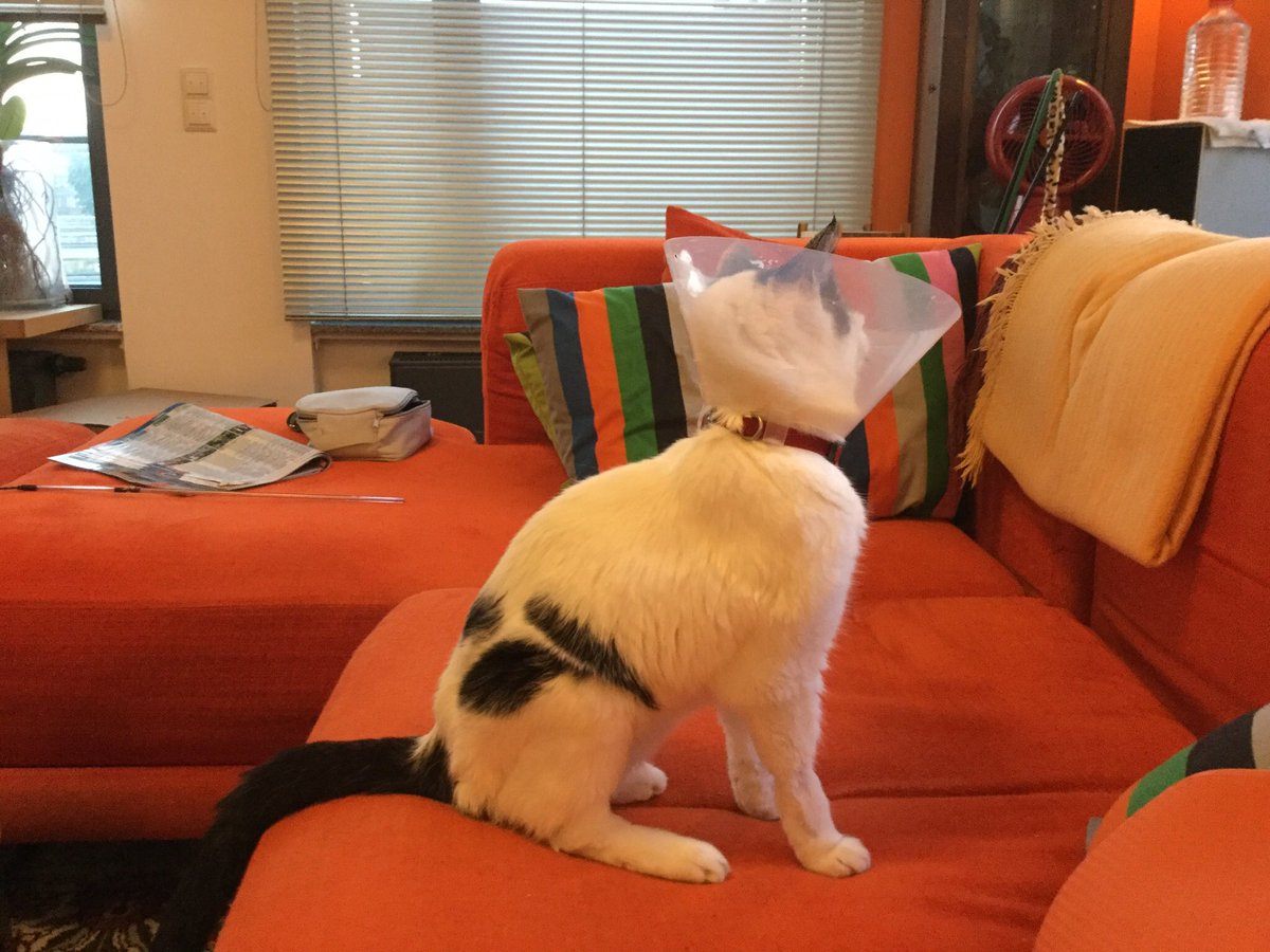 Heute kommt der Kragen ab! ✌🏻