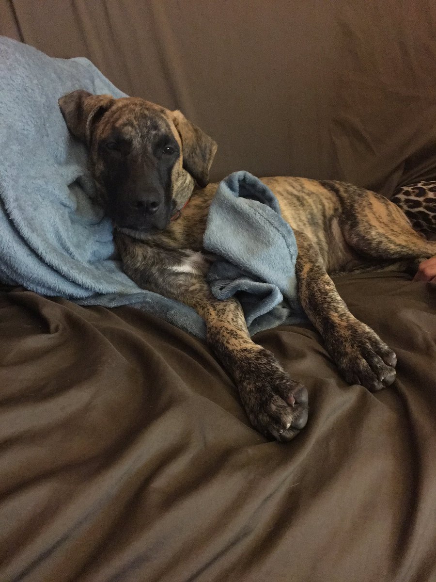 My pretty boy #blackmouthcur #puppy