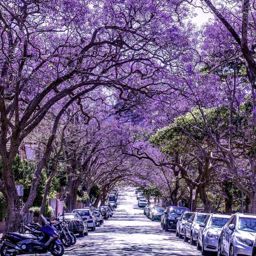 Sydney.com tweet media