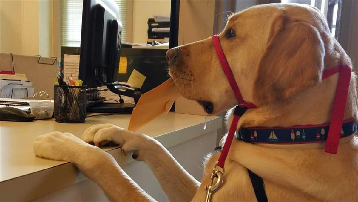 alaskanewsnow's tweet photo. Tightening the leash on fake service dogs https://t.co/bCu0yQaVOn #alaska https://t.co/qSj9GfWwlK